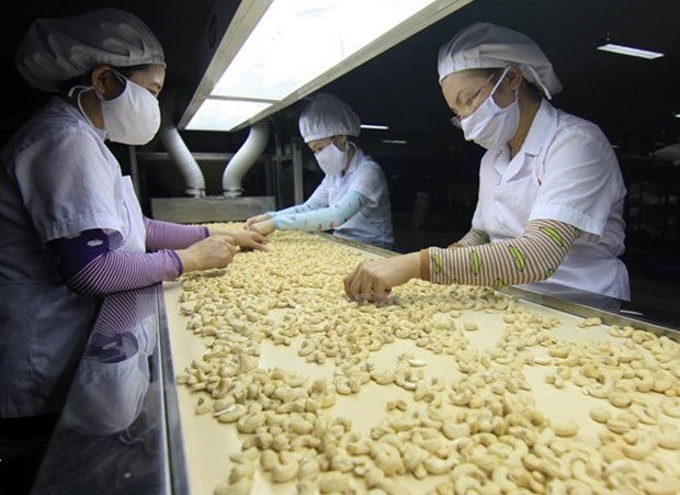 腰果出口增长 2016年越南农产品出口的可喜信号 hinh anh 1