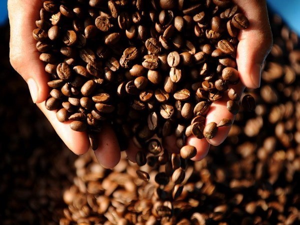 越南咖啡产量可能下降30% hinh anh 1