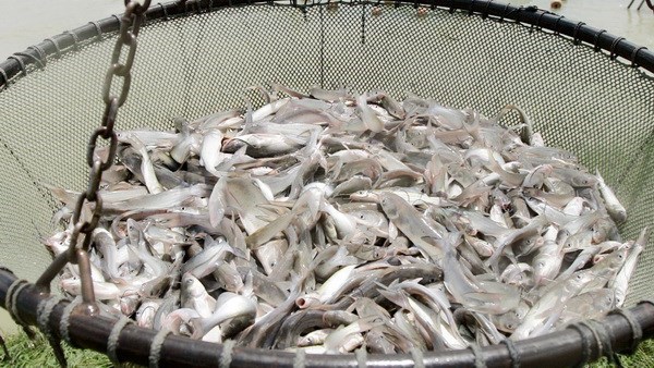 美国参议院通过解除进口鲶鱼及其产品强制检验法规的决议 hinh anh 1