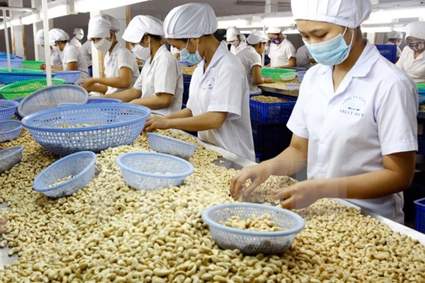 今年越南需要进口45万吨粗腰果 hinh anh 1