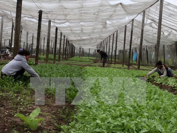 2017-2020年越南力争促使农业企业数量年均增长10% hinh anh 1