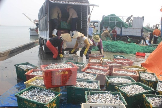 越南出台多项政策援助受环境事故影响的渔民 hinh anh 1
