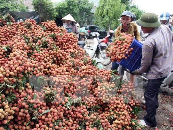 越南对中国的荔枝出口额达4200万美元 hinh anh 1
