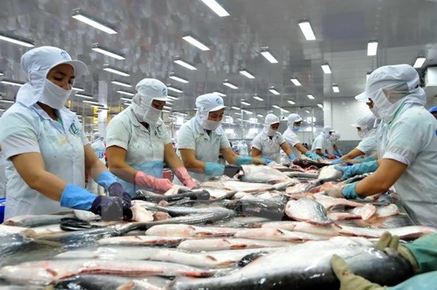 越南对巴西的查鱼出口额猛增 hinh anh 1