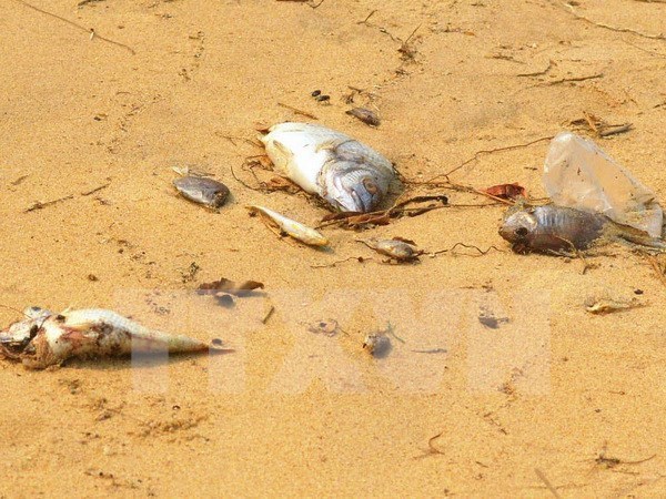 科学家已确定好越南中部地区鱼类大批死亡的原因 hinh anh 1