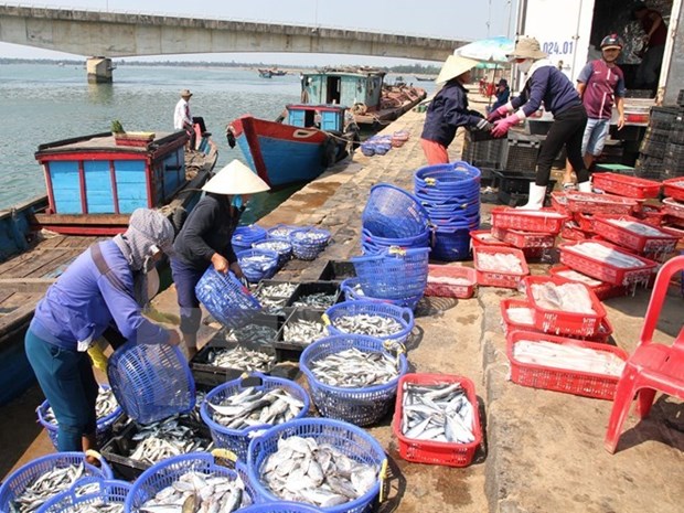广治省为渔民恢复正常的生计创造便利条件 hinh anh 1
