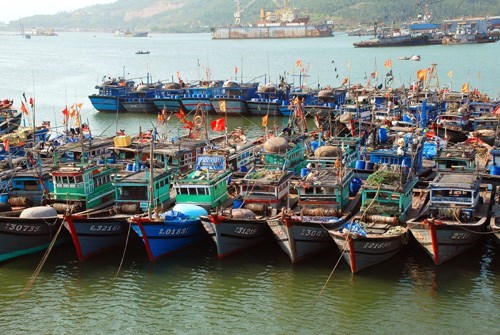 越南拟将岘港市建设成为一个重点大型渔业中心 hinh anh 1