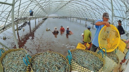 九龙江平原地区在气候变化条件下发展养虾业 hinh anh 2