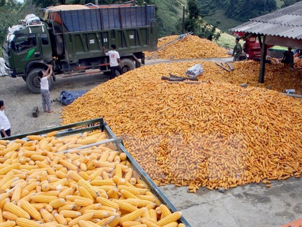 越南暂停进口原产于美国的干玉米酒糟 hinh anh 1