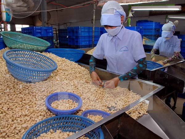 2015年越南腰果出口预计达25亿美元 hinh anh 1
