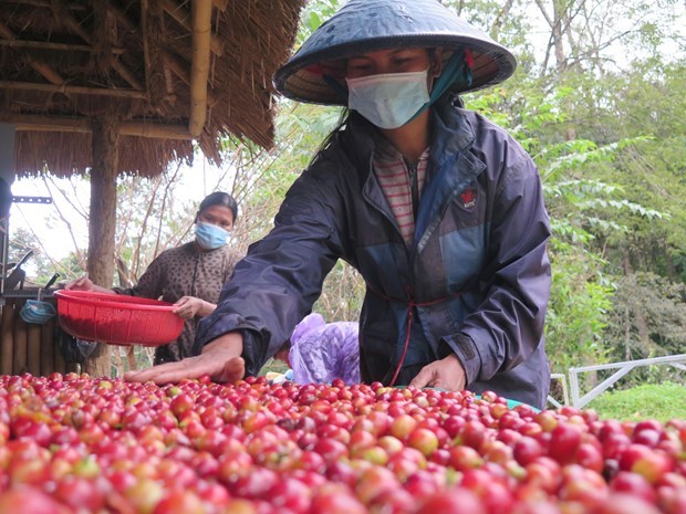 《英国—越南自贸协定》：越南向英国出口咖啡前景广阔 hinh anh 1