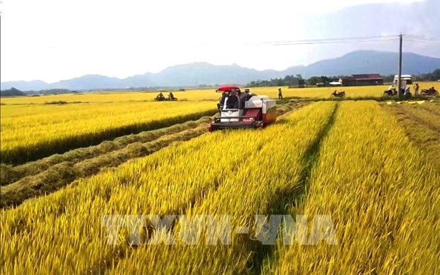 越南农林水产品今年前9月出口额同比增长15.2% hinh anh 1