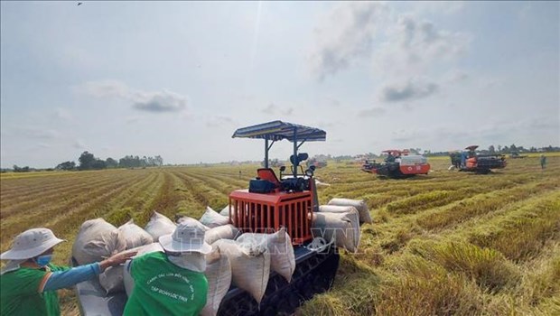 越南稻米行业出现积极信号 hinh anh 2