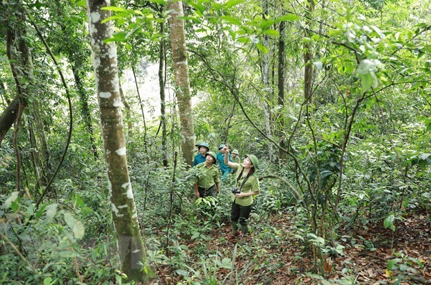 越南加快改善森林和可持续利用土地的进程 hinh anh 1