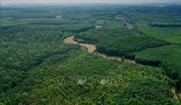 越南加快改善森林和可持续利用土地的进程 hinh anh 2