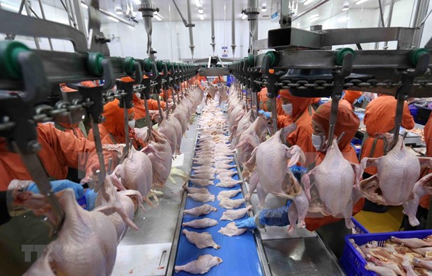 越南为鸡肉销往俄罗斯创造有利条件 hinh anh 1