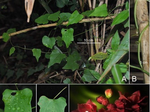 越南新发现3种新植物和3种昆虫 hinh anh 1