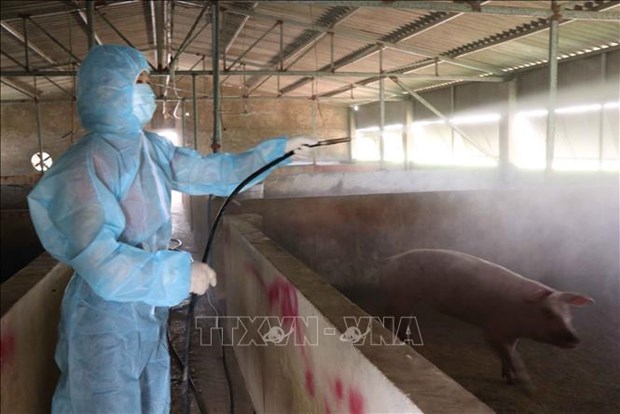 非洲猪瘟疫苗：越南畜牧业提高地位的机会 hinh anh 2