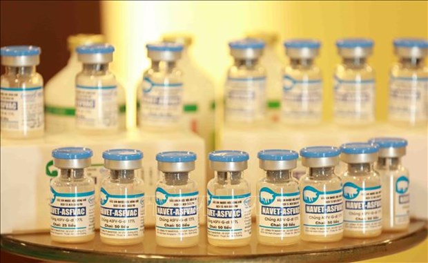 非洲猪瘟疫苗：越南畜牧业提高地位的机会 hinh anh 1