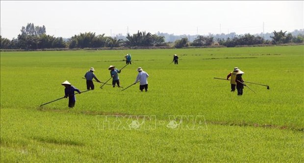 越南积极减少农业生产中的温室气体排放 hinh anh 2