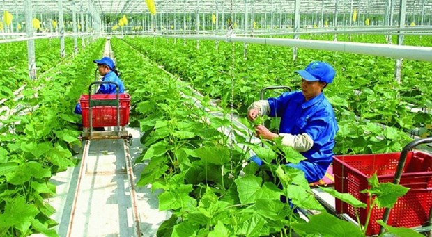 越南积极减少农业生产中的温室气体排放 hinh anh 1