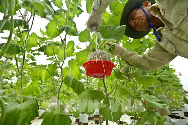 越南努力发展绿色农业 hinh anh 2