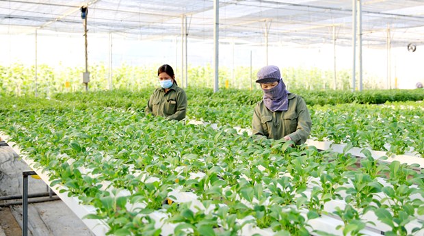 河内力争2023年农民年均收入达到7000万越南盾 hinh anh 2