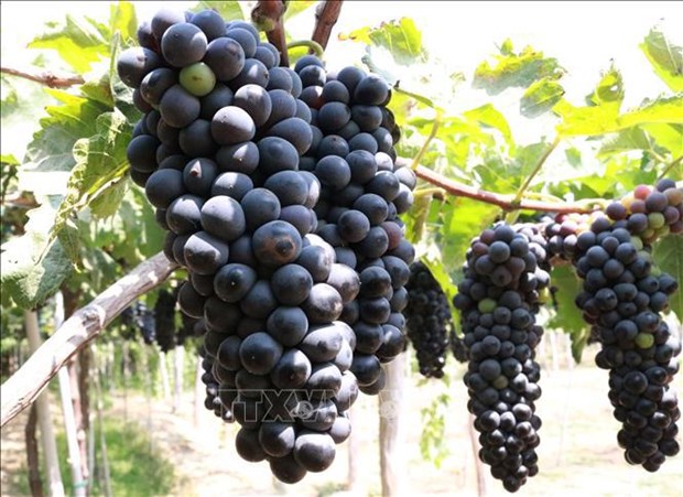 宁顺省着重研发优质酿酒葡萄品种 hinh anh 2