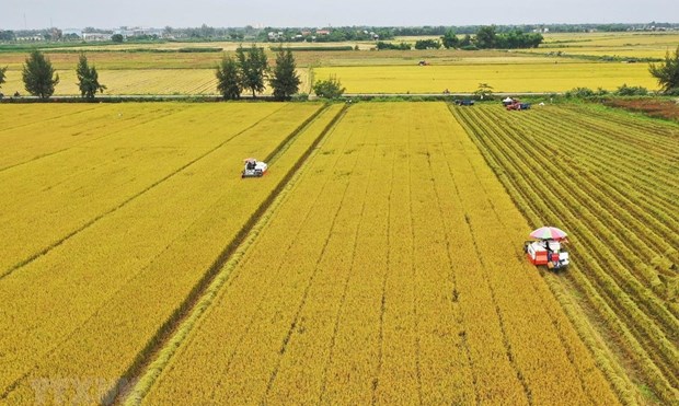减少九龙江三角洲水稻生产中的温室气体排放量 hinh anh 1