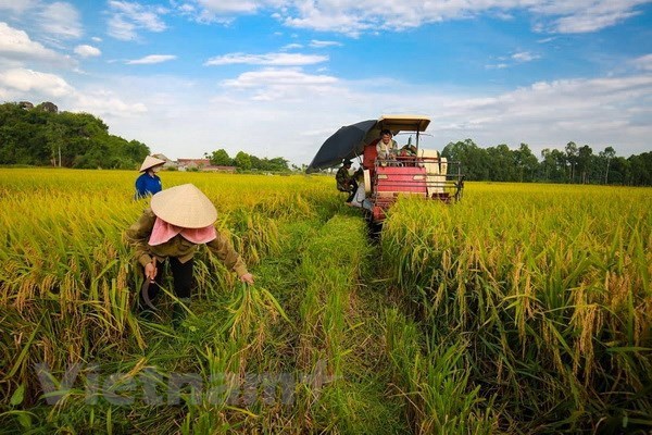 越南贸易顺差持续扩大 农业是最大亮点 hinh anh 2