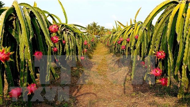 马来西亚媒体：越南巩固其新鲜水果出口地位 hinh anh 1