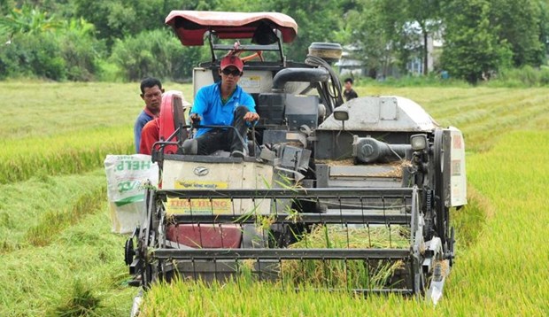 德国向九龙江三角洲农民生产绿色水稻和芒果提供资助 hinh anh 1