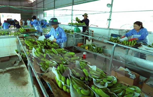 越南与中国正式签署对华出口鲜香蕉议定书 hinh anh 1