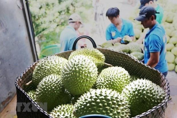 榴莲成为越南水果出口的主力产品 hinh anh 2
