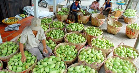 为越南水果寻找在世界市场上的立足之地 hinh anh 1