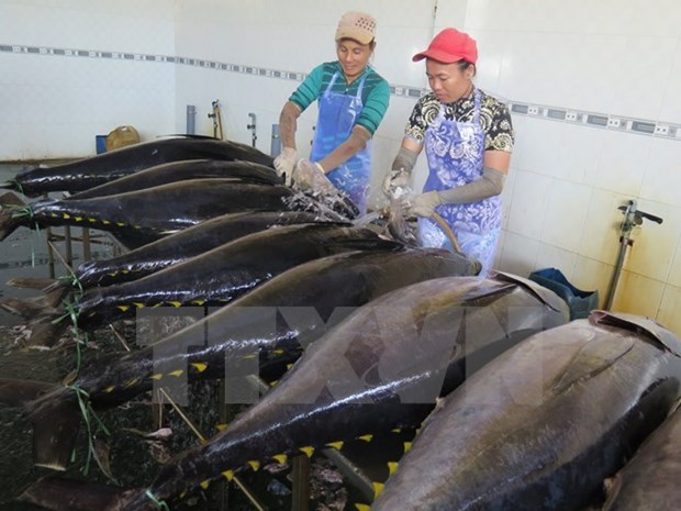 2016年越南对美国金枪鱼出口额达2亿美元 hinh anh 1