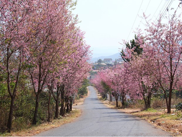 第一次大叻樱花节将延长到二月中旬举行 hinh anh 1