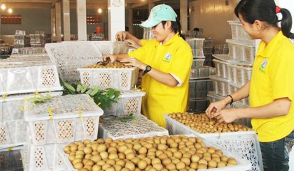 2016年河内市农业迎难而上 农业总产值同比增长2.2% hinh anh 1