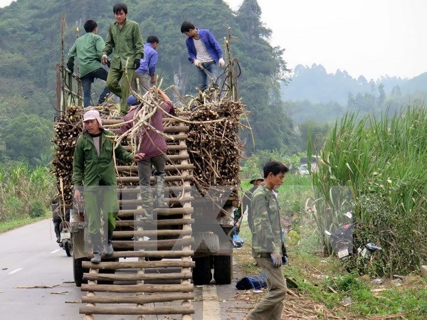 越南强调公私合作与国际合作在减贫工作中的重要性 hinh anh 1