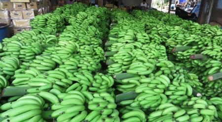 越南香蕉在世界各国市场上畅销 hinh anh 1