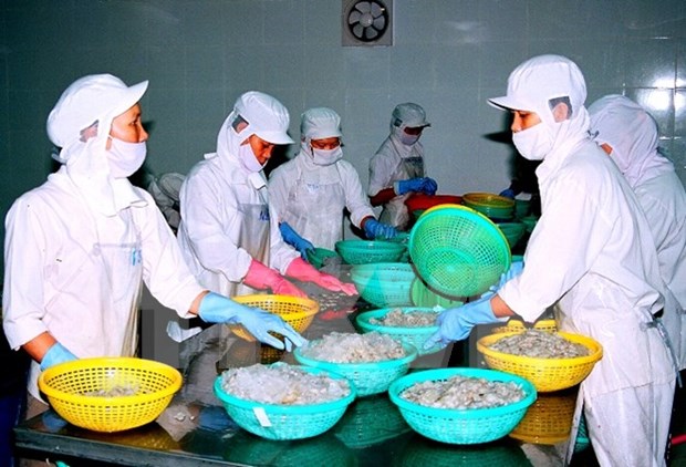 越南工商部要求澳大利亚早日取消对虾和未煮熟的虾肉进口暂停令 hinh anh 1