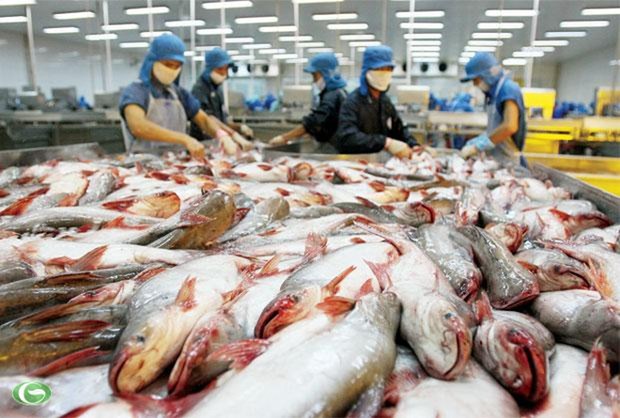 2017年越南查鱼出口量有望增长20% hinh anh 1