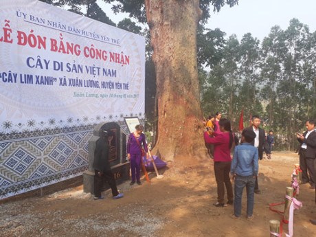 北江省千岁格木树被列入越南遗产树名录 hinh anh 2