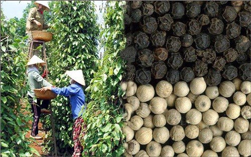 越南胡椒产量预计增长15%以上 hinh anh 1