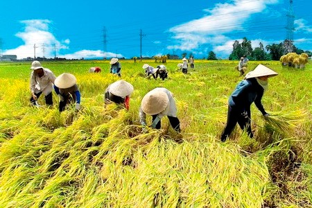 越南援助老挝发展农林业 hinh anh 1