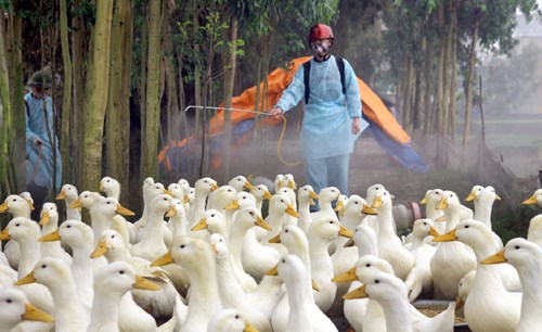 越南主动采取禽流感防控措施 hinh anh 1