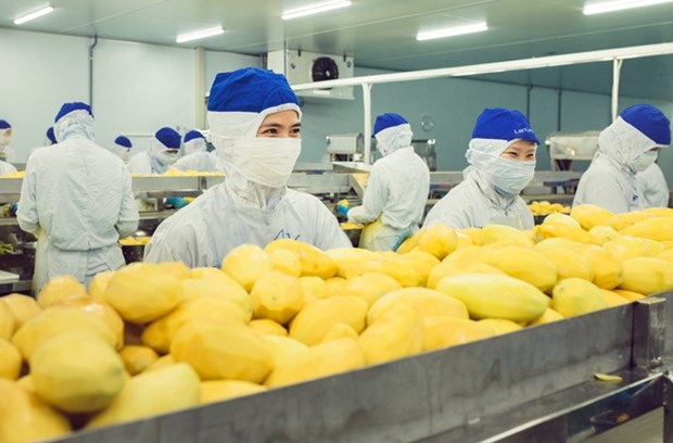 投资总额约5000亿越盾的蔬菜水果加工厂即将在西宁省动工兴建 hinh anh 1