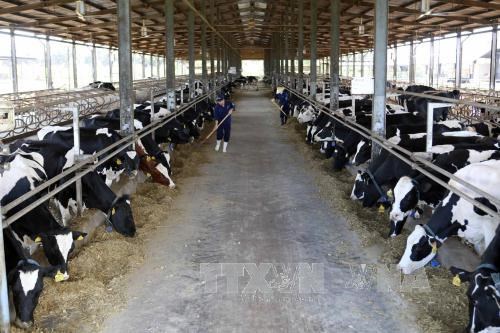 越南首家达到欧洲标准的有机奶牛养殖场正式落成 hinh anh 1