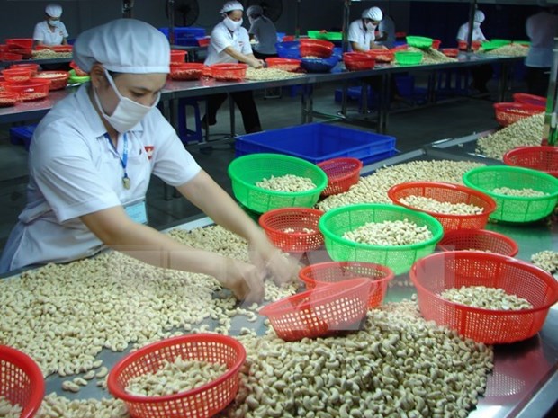 原料过度依赖进口阻碍越南腰果产业发展 hinh anh 1
