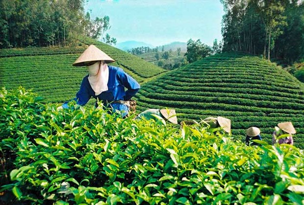 日企同越企合作 将越南茶叶出口到国际市场 hinh anh 1